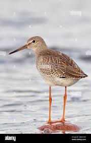 Attēlu rezultāti vaicājumam “Tringa totanus”