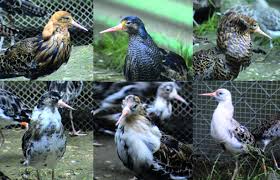 Attēlu rezultāti vaicājumam “Philomachus pugnax”