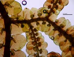 Attēlu rezultāti vaicājumam “Frullania tamarisci”
