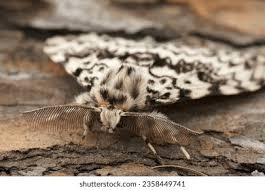 Attēlu rezultāti vaicājumam “Lymantria monacha imago”