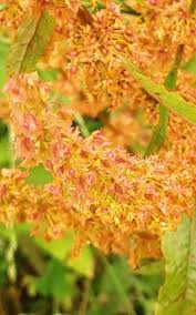 Attēlu rezultāti vaicājumam “Rumex obtusifolius flower”