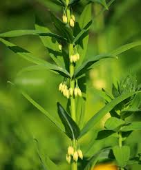 Attēlu rezultāti vaicājumam “Polygonatum verticillatum leaf”