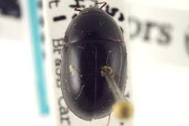 Attēlu rezultāti vaicājumam “Enochrus affinis”