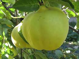 Attēlu rezultāti vaicājumam “Schoenus ferrugineus fruit”