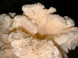 Attēlu rezultāti vaicājumam “Hericium cirrhatum”