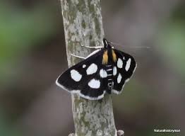 Attēlu rezultāti vaicājumam “Anania funebris”