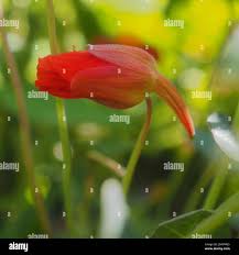 Attēlu rezultāti vaicājumam “Tropaeolum majus bud”