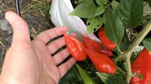 Afbeeldingsresultaat voor chili maya hot pepper hot pepper