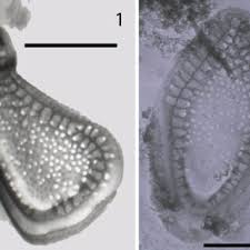 Attēlu rezultāti vaicājumam “Clastoderma debaryanum”
