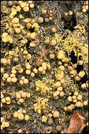 Attēlu rezultāti vaicājumam “Cribraria sp.”