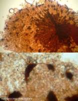 Attēlu rezultāti vaicājumam “Cribraria piriformis”