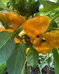 Afbeeldingsresultaat voor yellow mushroom hot pepper