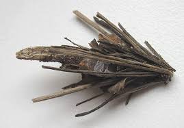 Attēlu rezultāti vaicājumam “Canephora hirsuta larva”