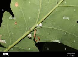 Attēlu rezultāti vaicājumam “Paidiscura pallens eggs”