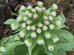 Attēlu rezultāti vaicājumam “Petasites spurius flower”