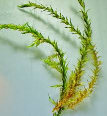 Attēlu rezultāti vaicājumam “Warnstorfia exannulata”