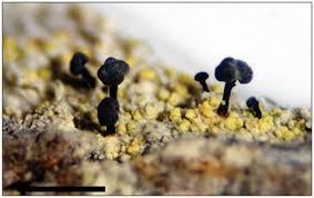 Attēlu rezultāti vaicājumam “Chaenotheca phaeocephala”