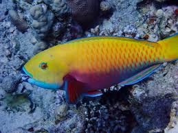 Image result for Chlorurus gibbus