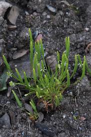 Attēlu rezultāti vaicājumam “Myosurus minimus”