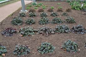 Image result for HEUCHERA americana 'Palace Purple Auslese'