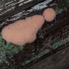 Attēlu rezultāti vaicājumam “Tubifera magna”