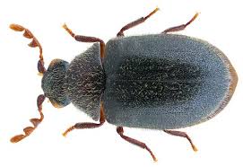 Attēlu rezultāti vaicājumam “Priobium carpini”