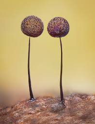 Attēlu rezultāti vaicājumam “Lamproderma debile spores”