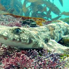 Image result for Haploblepharus edwardsii