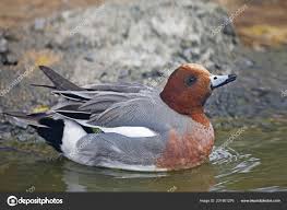 Attēlu rezultāti vaicājumam “Anas penelope”