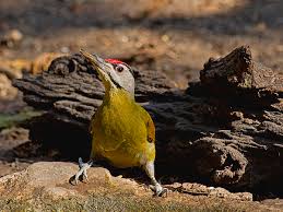 Attēlu rezultāti vaicājumam “Picus canus”