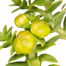 Attēlu rezultāti vaicājumam “Honckenya peploides bud”