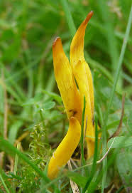 Attēlu rezultāti vaicājumam “Clavulinopsis helvola”