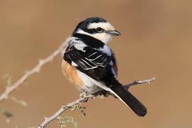 Image result for Lanius nubicus