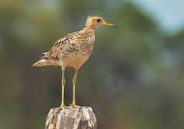 Image result for Bartramia longicauda