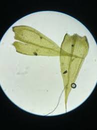 Attēlu rezultāti vaicājumam “Sciuro-hypnum populeum”