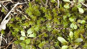 Attēlu rezultāti vaicājumam “Drepanocladus polygamus”