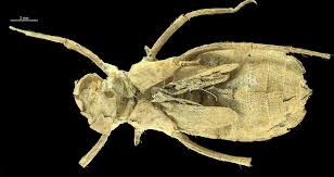 Attēlu rezultāti vaicājumam “Enteridium variabile macro”