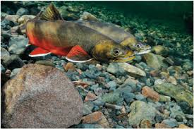 Image result for Salvelinus alpinus