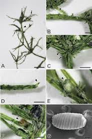 Attēlu rezultāti vaicājumam “Chara intermedia male”