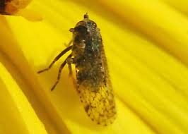 Attēlu rezultāti vaicājumam “Cixius sp.”