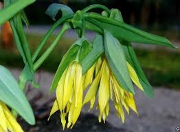 Attēlu rezultāti vaicājumam “Uvularia grandiflora”