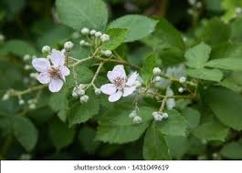 Image result for Rubus sectio