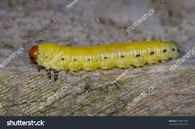 Attēlu rezultāti vaicājumam “Diprion pini”