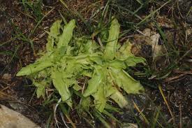 Attēlu rezultāti vaicājumam “Pinguicula alpina”