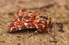 Attēlu rezultāti vaicājumam “Anarta myrtilli”