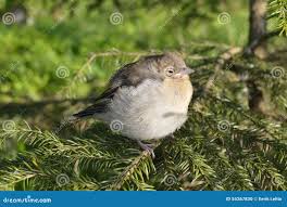 Attēlu rezultāti vaicājumam “Fringilla coelebs nest”