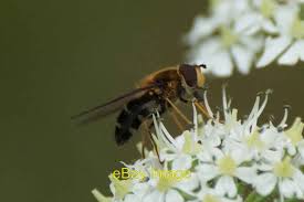 Attēlu rezultāti vaicājumam “Leucozona glaucia”