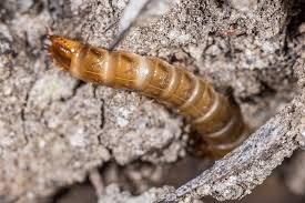 Attēlu rezultāti vaicājumam “Elateridae larva”