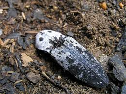 Attēlu rezultāti vaicājumam “Elateridae”