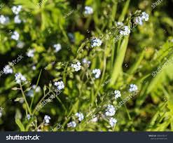 Attēlu rezultāti vaicājumam “Myosotis laxa subsp. baltica flower”